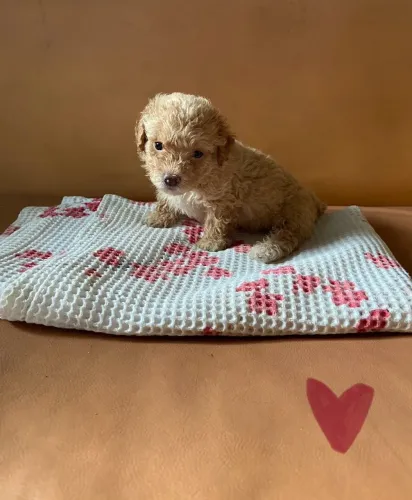Filhotes poodle Teresina