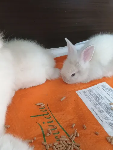 Vendo coelhos
