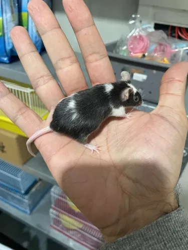 Camundongos