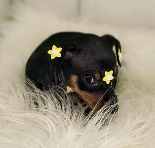 Pinscher excelência na raça