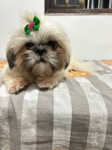 Vendo shitszu 