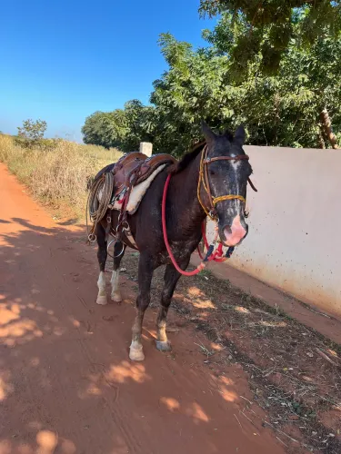 Vendo cavalo QM
