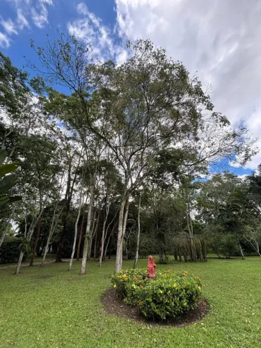 chácara belíssima em Aldeia para venda: financia em qualquer banco.