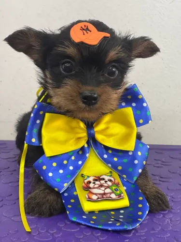 Lindo machinho de Yorkshire 