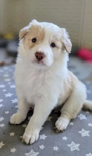 Filhotes de Border Collie | O amor começa com uma patinha!