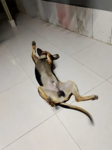 Doação responsável desse lindo cachorro macho