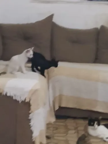 Doações de gatos