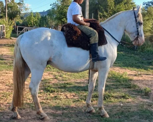 Cavalo Tordilho