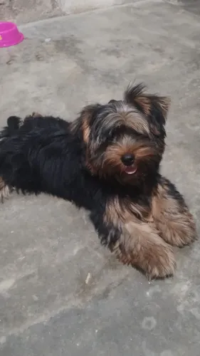 Linda filhote de York terrier. De. 4 meses pronta entrega 