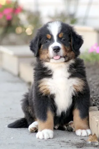 Bernese Mountain Um carinho que encontra você