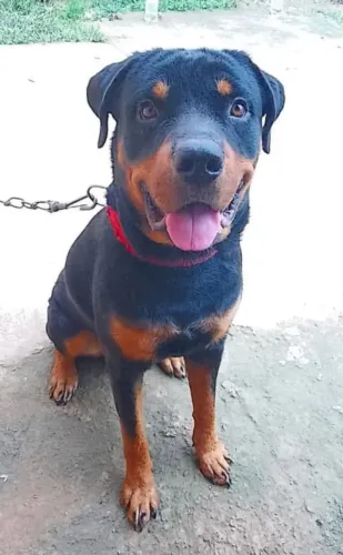 Rottweiler 15 dias já estão vermífugados 