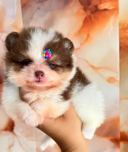Lulu da Pomerânia