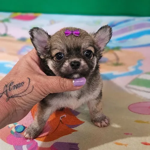 Chihuahua Femea Típica Pelo Longo