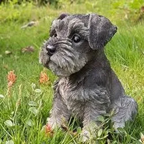 Schnauzer O Schnauzer acompanhou a família durante o passeio.