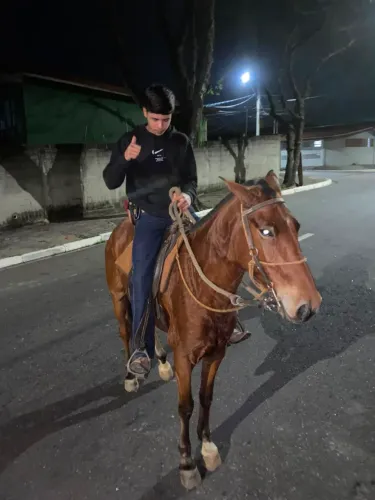 Cavalo