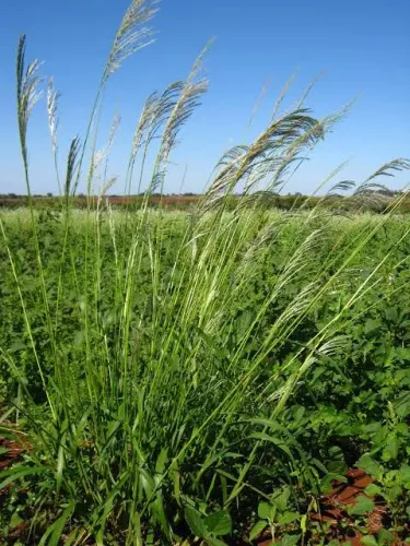 Jardineiro