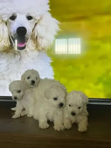 Poodle nos de 1 minuto de atenção 