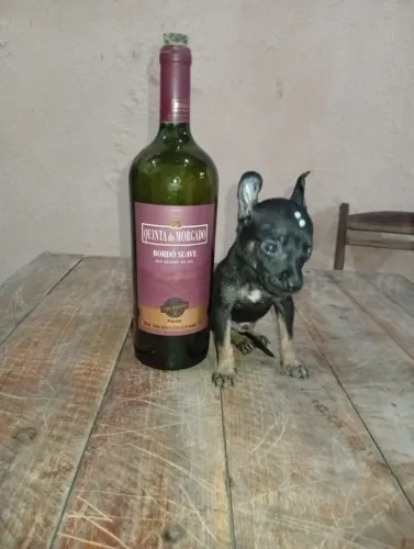 pinscher 