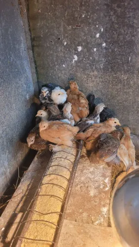 Mini cochin pintinhos