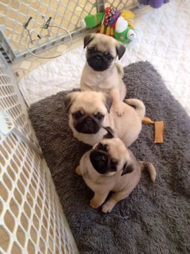 Filhote Pug, A amizade mais leal do mundo começa aqui!