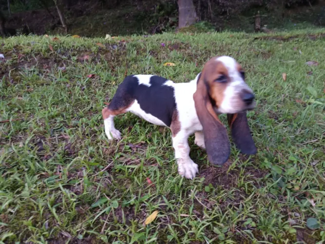 Basset Hound machos e fêmeas vacinados 
