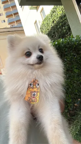 Spitz alemão