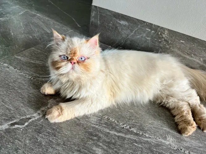Procuro gato macho para cruzar