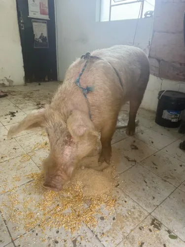 porco cachaço 