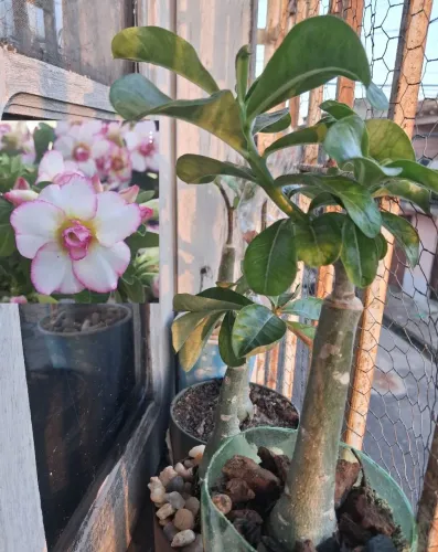Rosa do deserto 