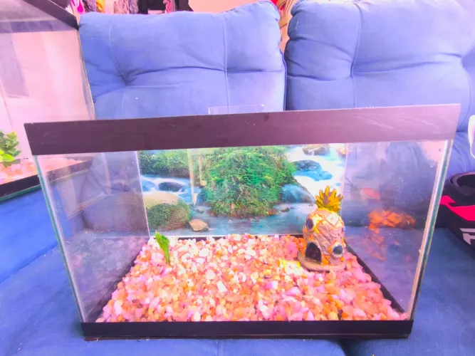Aquário 22lt