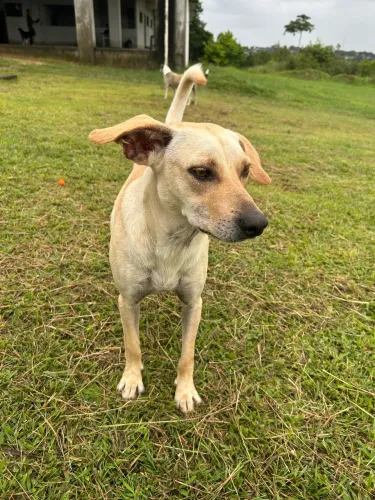 Cachorro macho pra adoção responsável 