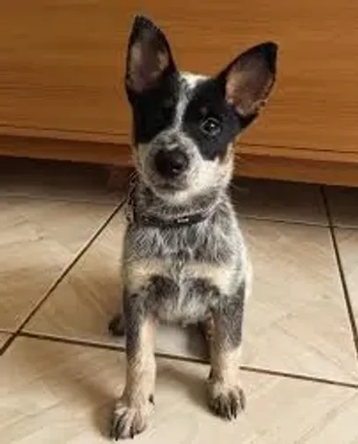 Blue heeler filhotes