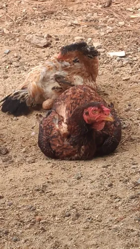 Frangos e frangas gigantes 