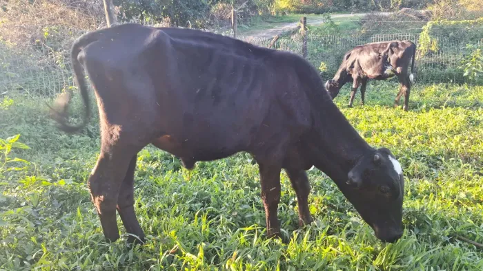 Bezerro