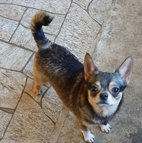 Chihuahua macho