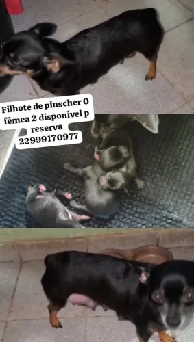 Filhote fêmea pinscher 0