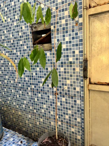 Muda de Árvore Frutífera - Botafogo Rj 