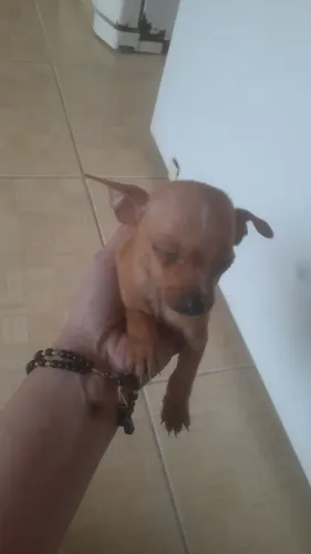 Pincher