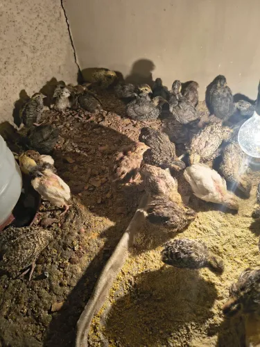 Vende codorna gigante