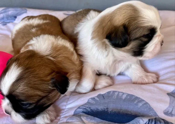Shih Tzu