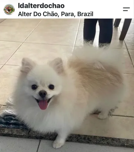 Spitz alemão /Lulu da Pomerania