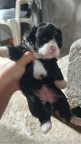 Cachorro poodle