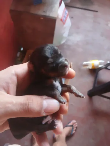 Vende se pinsher