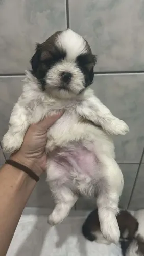 Shitzu