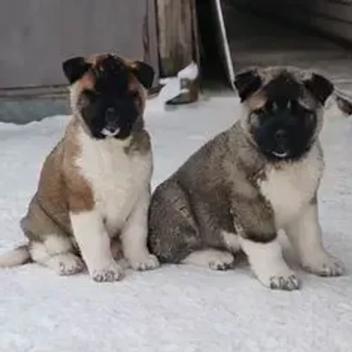 Akita Inu,Akita Inu Filhote Linda Linhagem Disponível