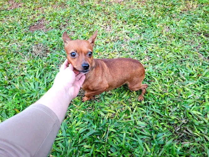 Pinscher femea
