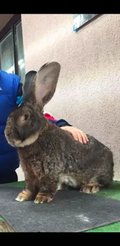 Filhotes de Coelho gigante de flanders
