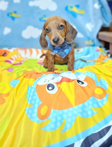 Neném Teckel/Dachshund/Salsicha/Salsichinha/Basset/Cofap atentos e carinhosos