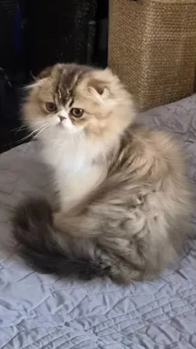 Filhote de Gato Scottish fold fêmea pelo longo