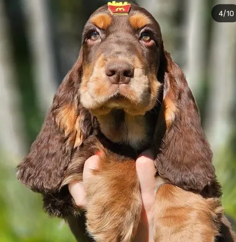 Cocker Spaniek inglês